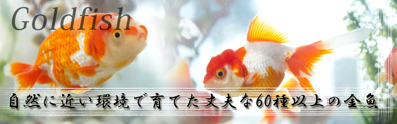 Goldfish自然に近い環境で育てた丈夫な６０種以上の金魚